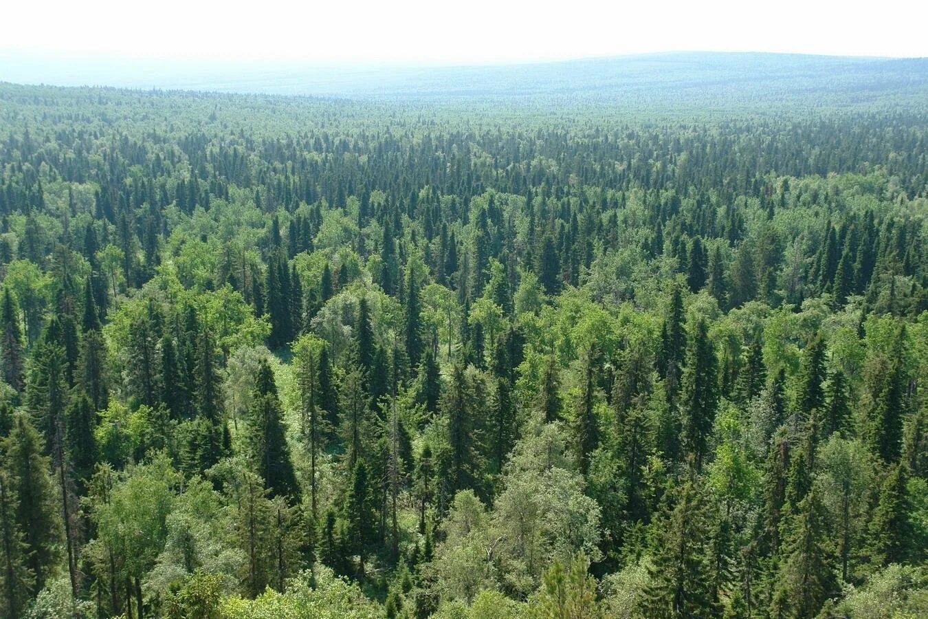 Самую большую территорию зоны лесов