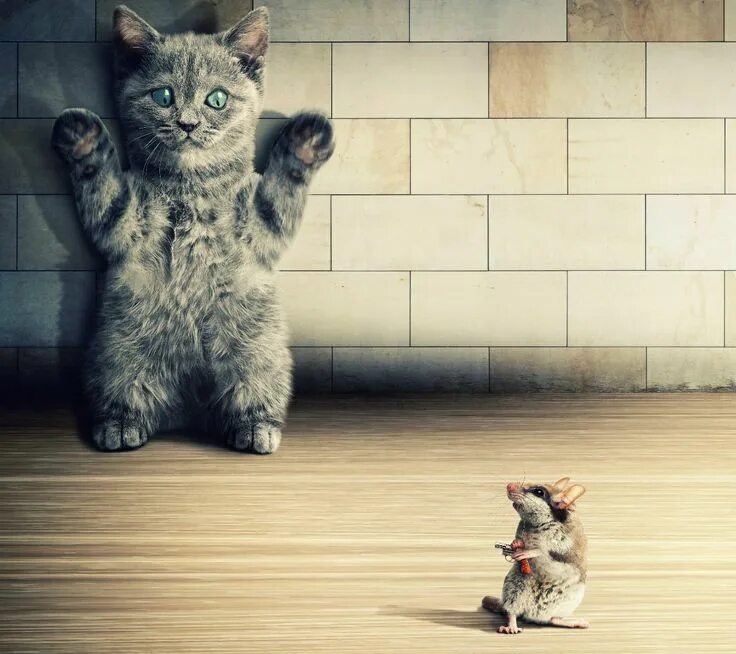 Кошка. Обои на рабочий стол минимализм. Заставки на телефон прикольные. Покажи мои обои. Покажи мои обои.
