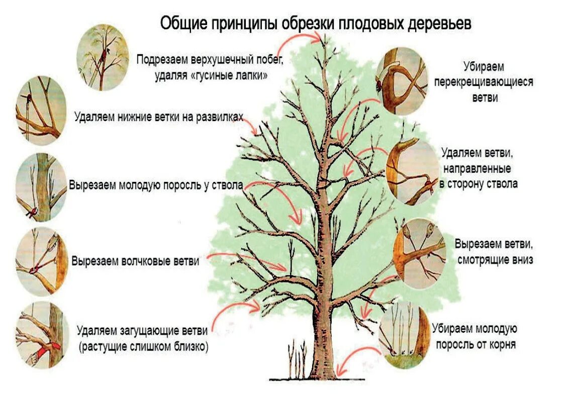 Почему растут ветки. Обрезка 5 летних плодовых деревьев. Обрезка плодовых деревьев яблонь. Обрезка плодовых деревьев слива весной. Принцип обрезки плодовых деревьев весной.