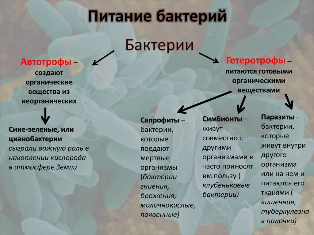 Автотрофные прокариоты. Способы питания бактерий 5 класс. Способы питания бактерий 5 класс биология. Питание бактерий автотрофы и гетеротрофы. Таблица типы питания биология 10 класс.