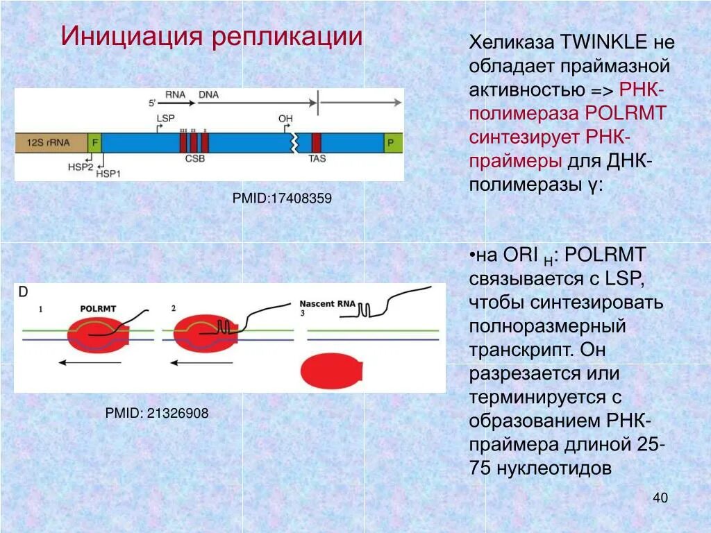 Промотор рнк полимеразы 1