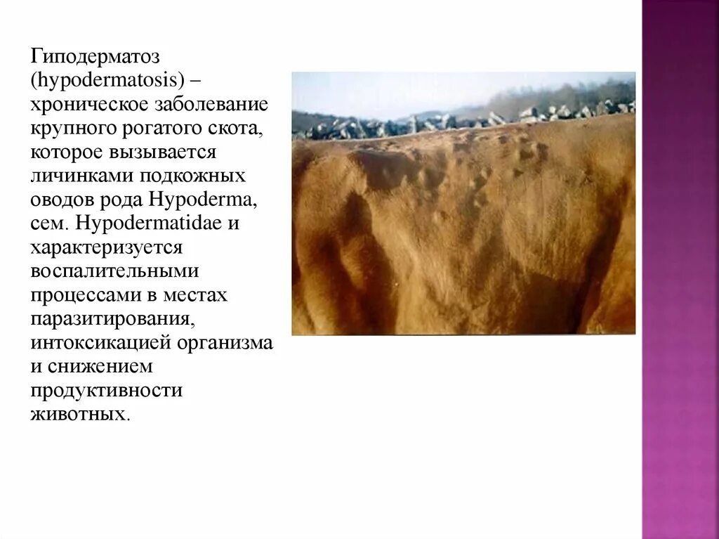 Гиподерматоз крс возбудитель. Гиподерматоз. Гиподерматоз. Цикл развития гиподерматоза крс. Личинки подкожного овода.