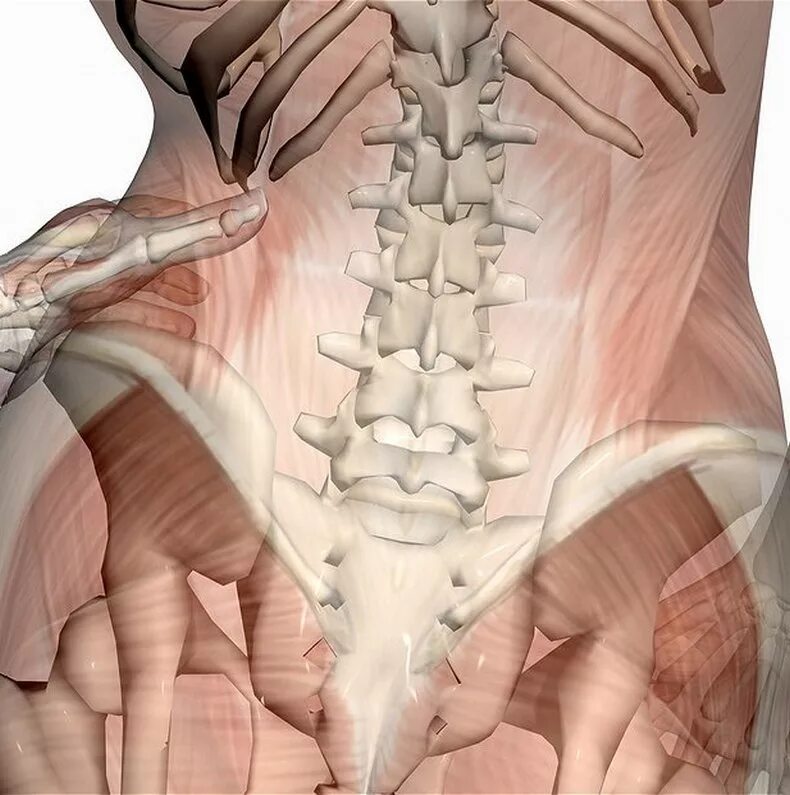 Крестцовый отдел позвоночника анатомия. Анатомия пояснично крестцового отдела позвоночника. Крестово почмничныцн отдел. Крестец позвоночника.