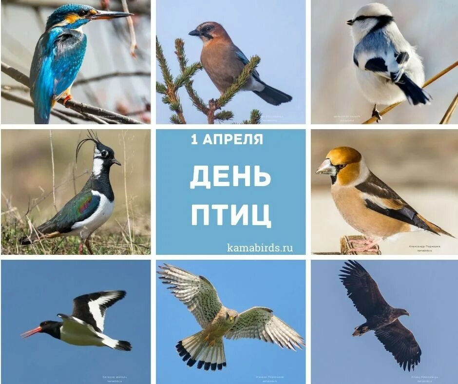 День птиц. 1 Апреля день птиц. Апрель день птиц. Международный день птиц для детей.