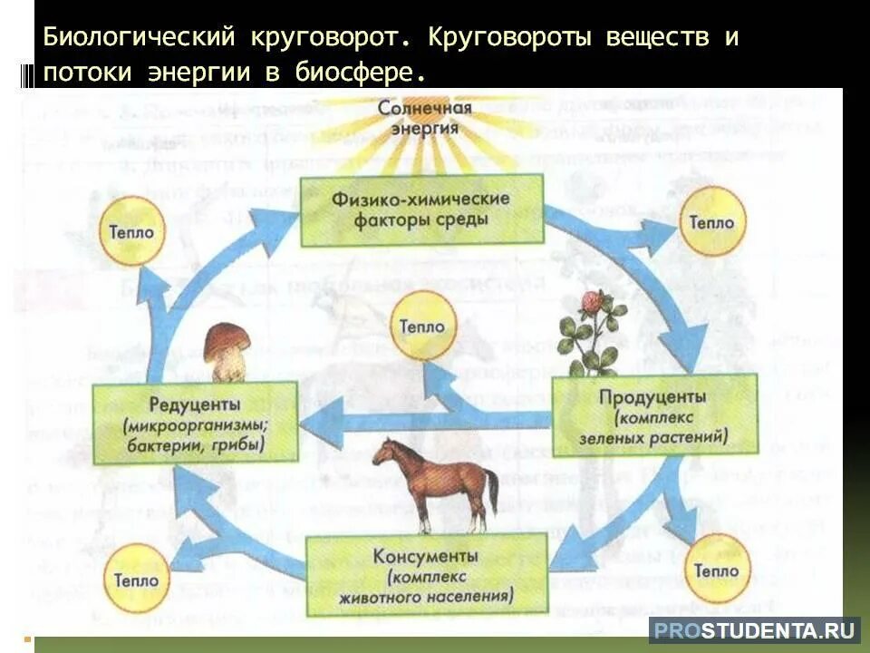 Круговорот веществ и поток энергии в биосфере. Биосфера круговорот веществ в биосфере. Схема биологического круговорота веществ и превращение. Биологический круговорот веществ в биосфере.