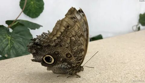 Бабочки нижний новгород