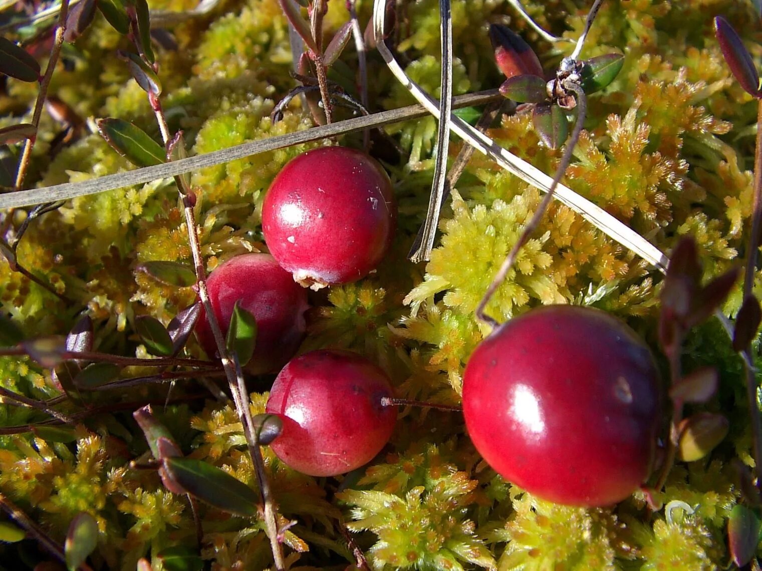 Клюква болотная описание. Клюква мелкоплодная. Клюква Болотная (Oxycoccus palustris). Клюква мелкоплодная (Oxycoccus microcarpus). Клюква Болотная (или четырехлепестная).