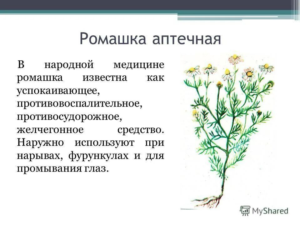 Описать лекарственную форму. Описание аптечная Ромашка лекарственная. Ромашка лекарственная описание растения. Лечебные растения Ромашка описание. Ромашка лекарственная строение.