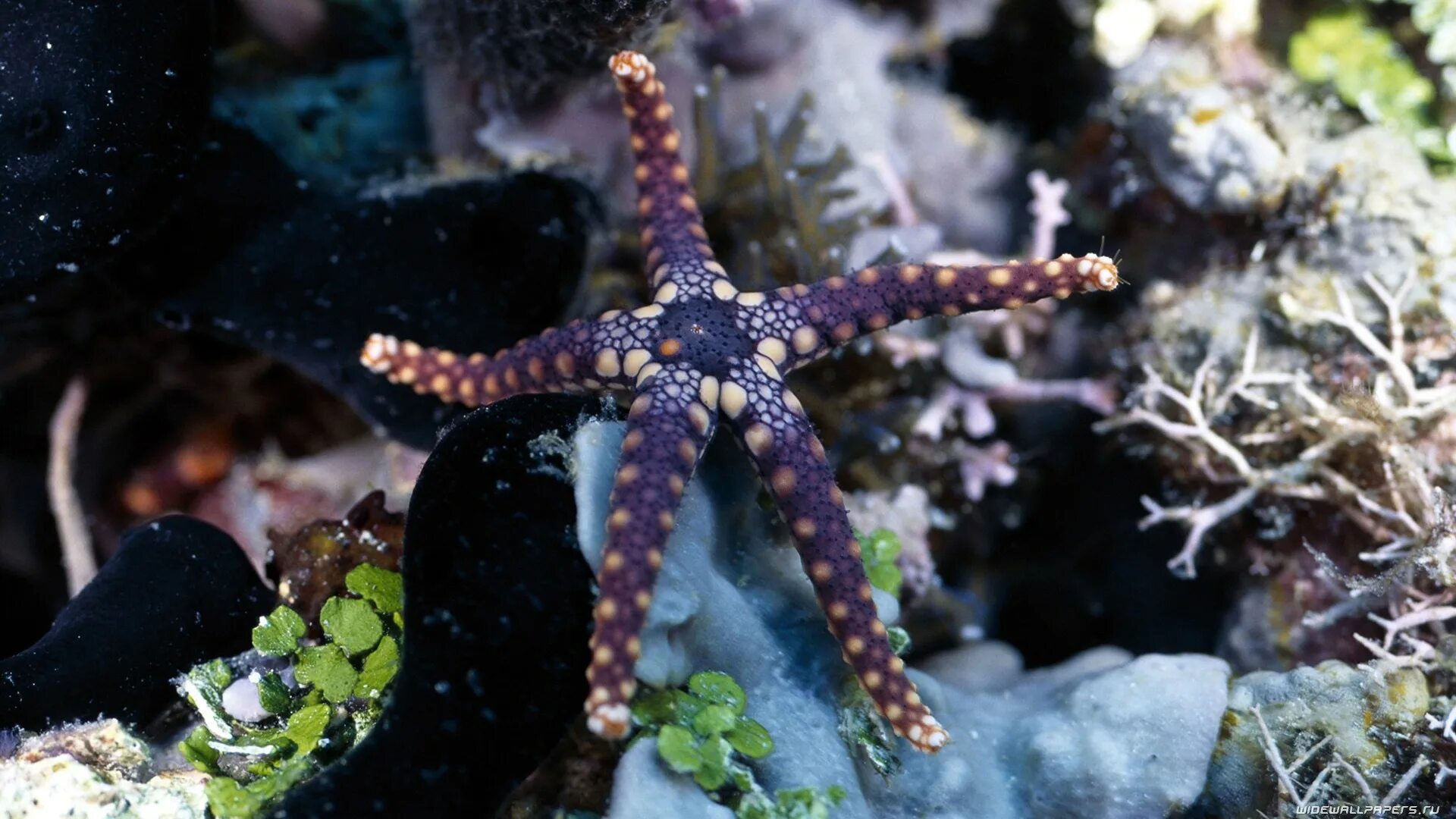 Солястер морская звезда. Амурская морская звезда (Asterias amurensis). Астерия Амурская морская звезда. Подводные обитатели. Морская звезда океан