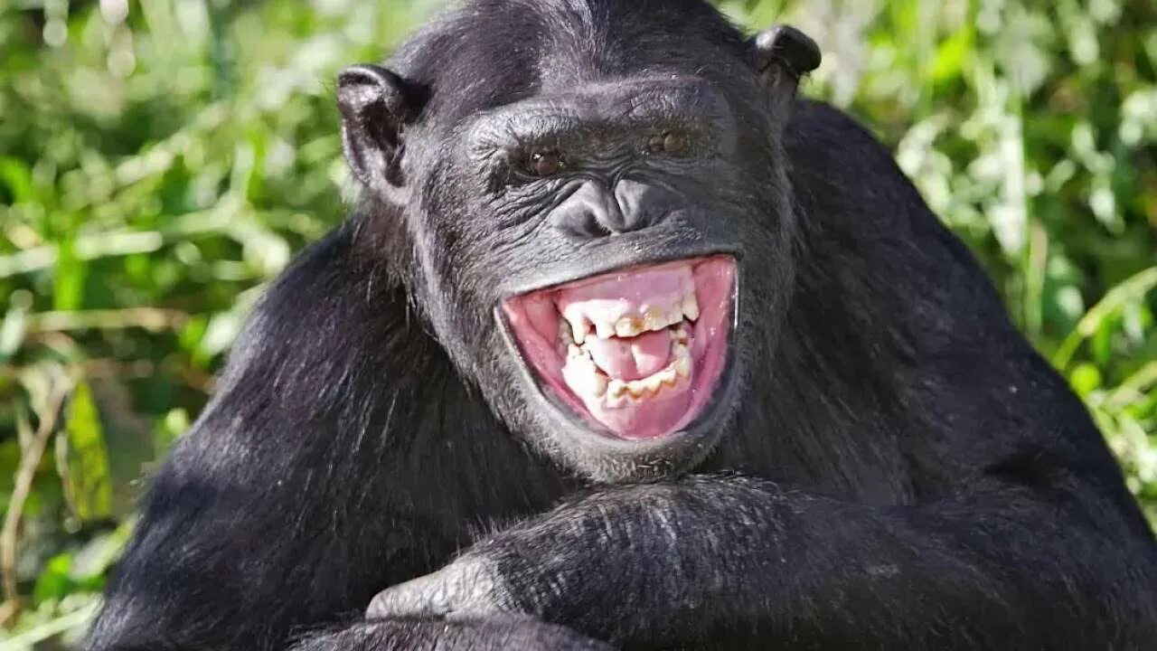 Реакция улыбающихся тварей. Обезьяна смеется. Животные смеются. Смех обезьяны. Шимпанзе смеется.