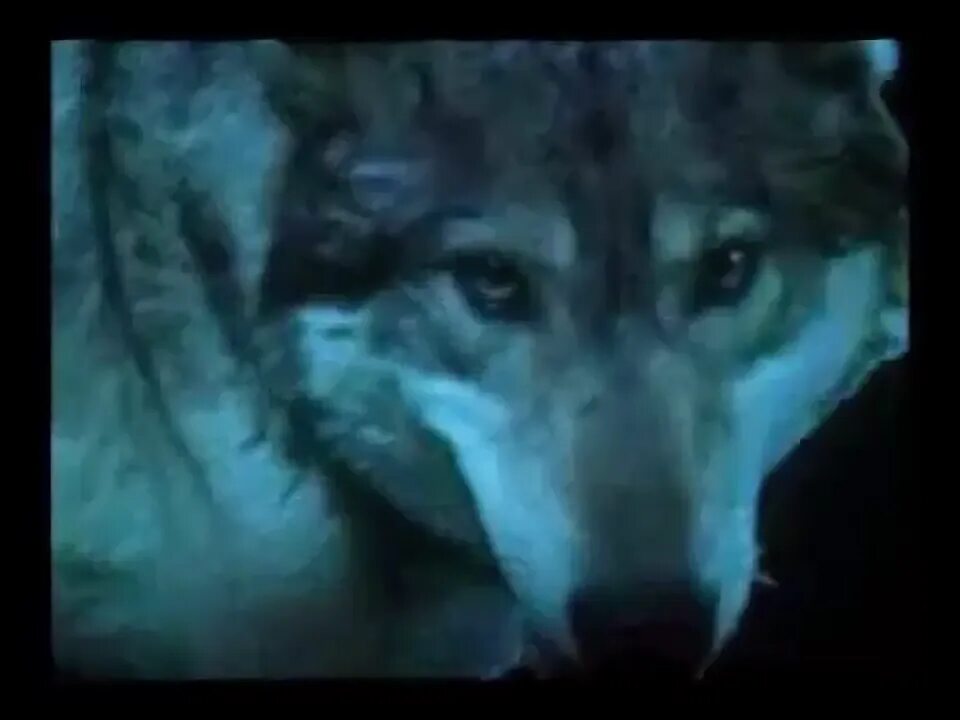 Арлан волк. Маккенизийский волк. Старый волк. Pelt of the old wolf. Бирюк волк.