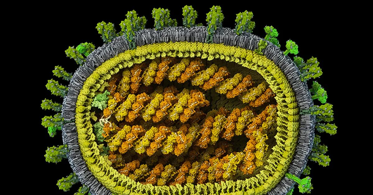 Модель вируса гриппа. Компьютерная модель вируса гриппа. Вирус гриппа 3d модель. Макет вируса. Варианты вируса гриппа