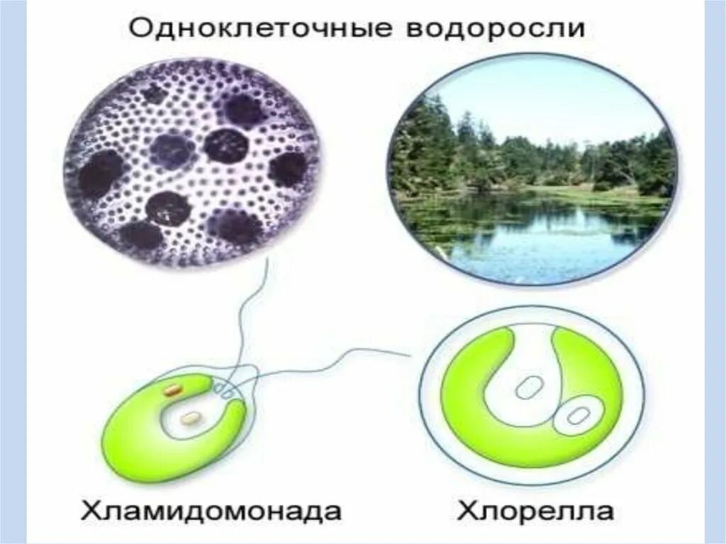 Одноклеточные водоросли произошли