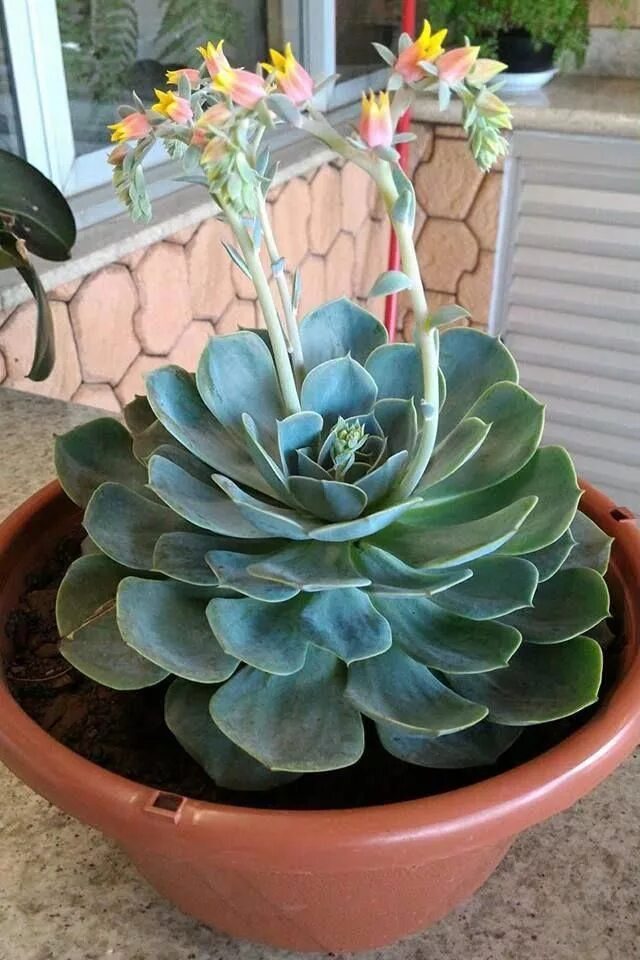 Echeveria 'Ramillete' Sukkulenten pflanzen, Echeveria, Kakteen und sukkulenten
