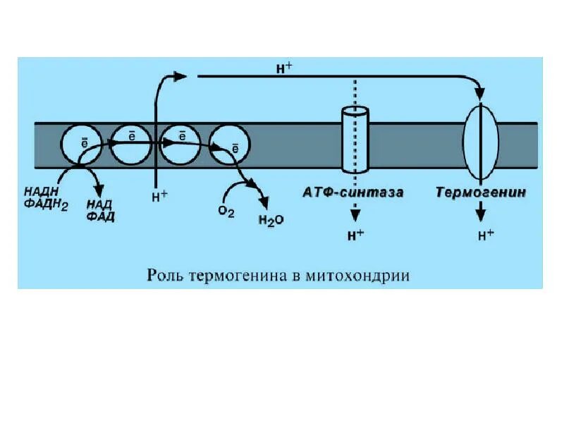 Анаплеротические реакции цикла. Общие пути окисления. Пути биологического окисления. Изоцитратдегидрогеназа реакция цикла кребса. Прямой путь окисления глюкозы.