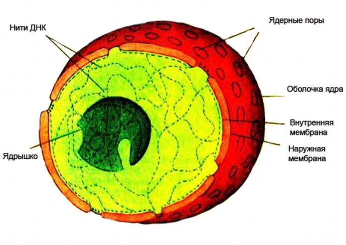 Ядро составляет примерно. Ядро клетки рисунок. Компоненты ядра эукариотической клетки. Схема ядра клетки. Ядро клетки эукариот.