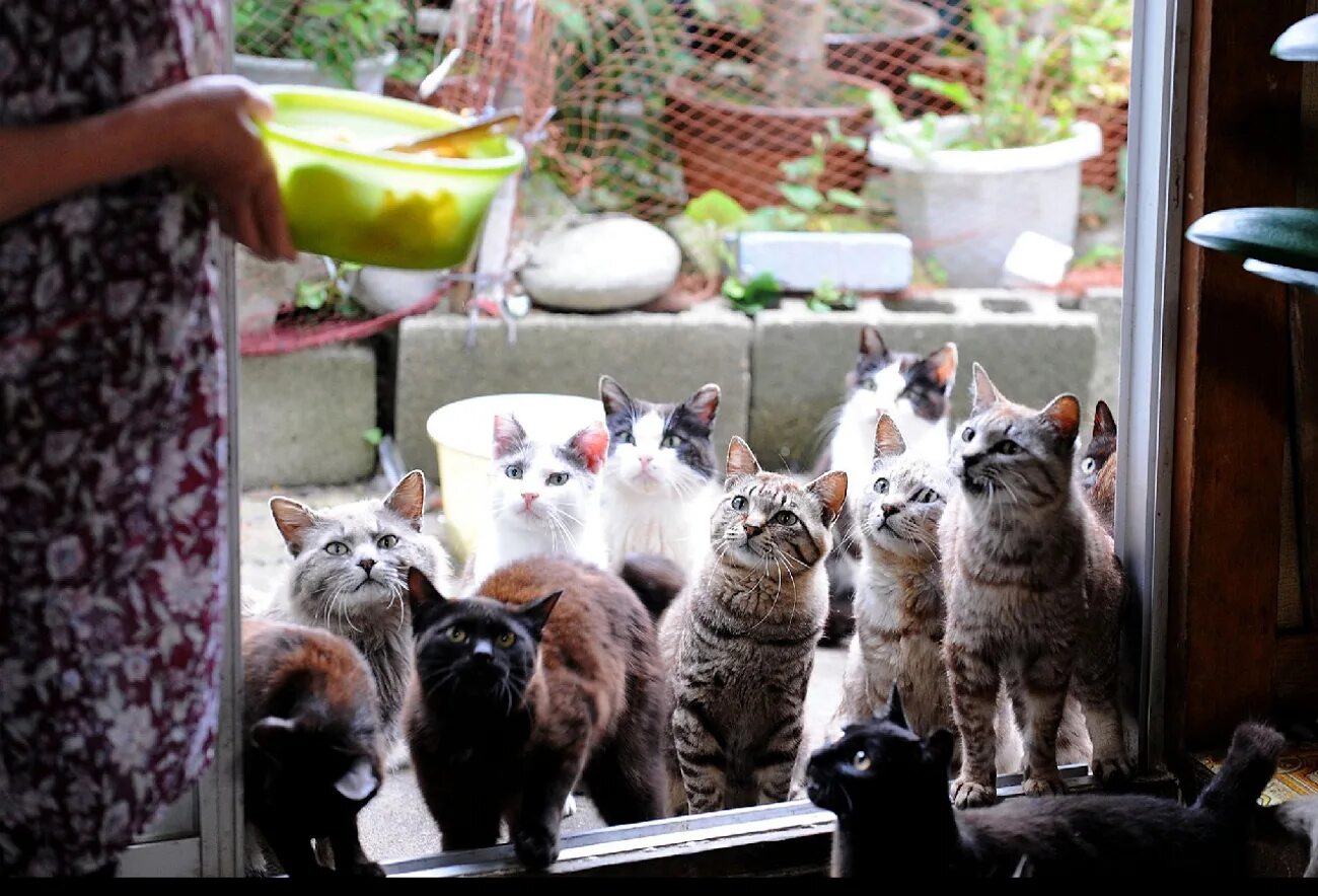 Приснилось много кошек. Тасиро остров кошек. Остров Тасиро остров кошек. Кошачий остров в Японии Тасиро. Кошачий рай острова Тасиро..