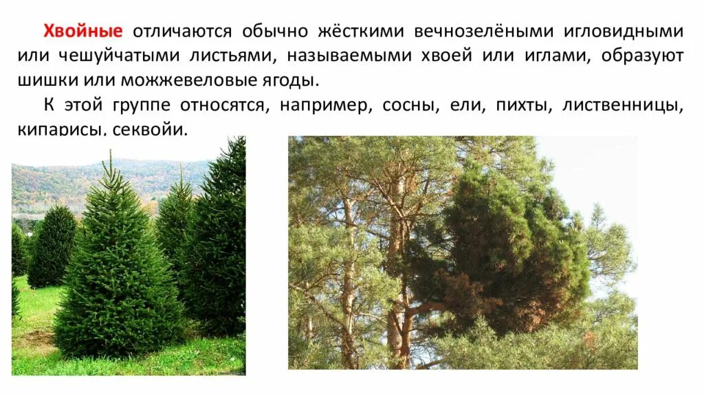 Чем отличается лиственница от других хвойных