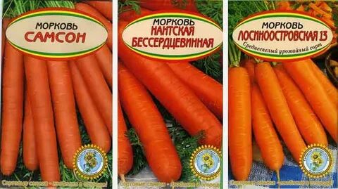 Морковь семена какие лучше сажать