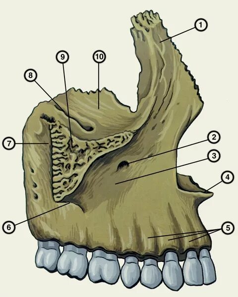 Клыковая ямка. Раковинный гребень верхней челюсти. Лобный отросток верхнечелюстной кости. Альвеолярные Бугры верхней челюсти. Гребень альвеолярного отростка.