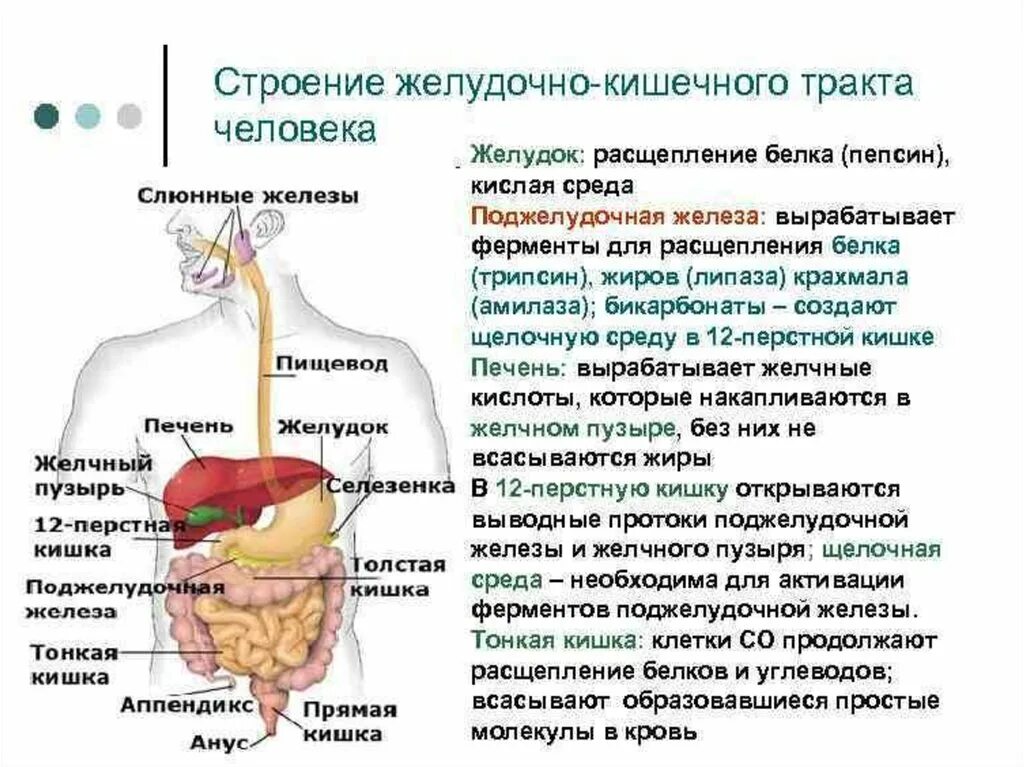 Отделы пищеварительного тракта схема. ЖКТ человека строение и функции анатомия и физиология. Функции отделов желудочно-кишечного тракта. Строение пищеварительного тракта кратко.