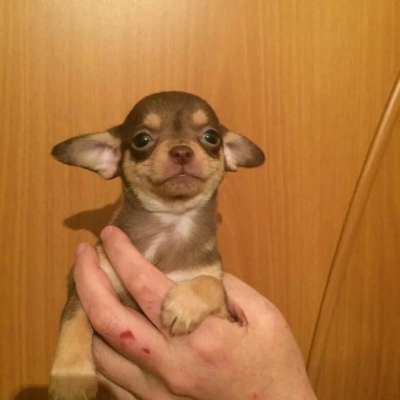 липецкие собаки