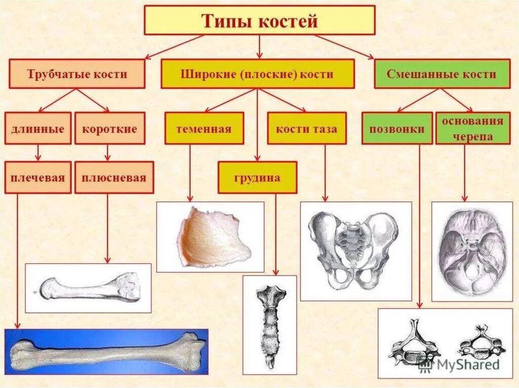 Скелет человека трубчатые кости. Типы соединения костей скелета человека. Кости скелета и их Тип соединения. Типы костей схема. Типы соединения костей схема.