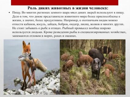 В человеке живут животные