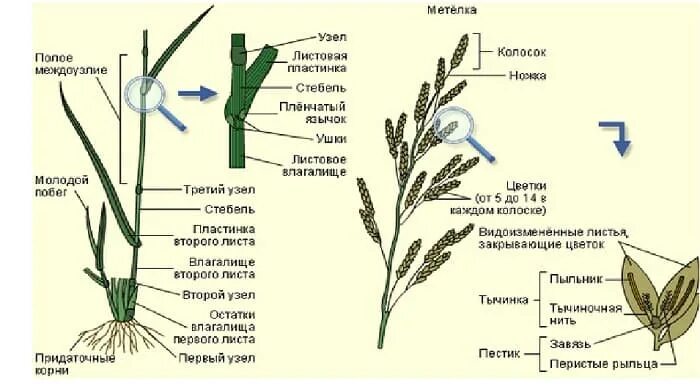 Соломина семейство. Стебель-соломина семейство. Строение стебля семейства злаковых. Стебель злаковых соломина. Стебель злаковых соломина.