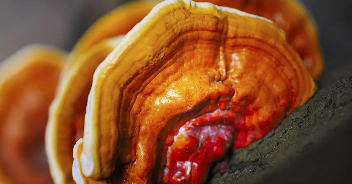 Гриб ganoderma lucidum. Трутовик лакированный ganoderma lucidum. Гриб рейши фото. Лечебный гриб рейши фото. Гриб рейши трутовик.