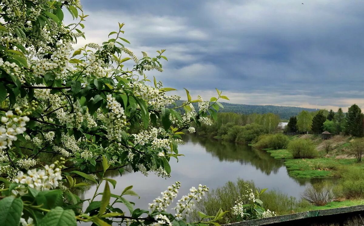 Май фото природы. Майская черемуха цветёт. Майский сад сирень черёмуха. Цветущая черемуха дерево Россия. Цветение черёмухи.