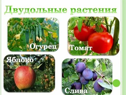Яблоня это однодольное растение