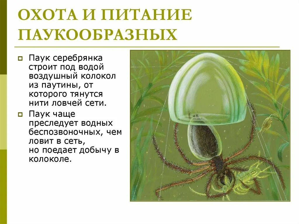 Стадия куколки у паукообразных. Стадия куколки у паукообразных