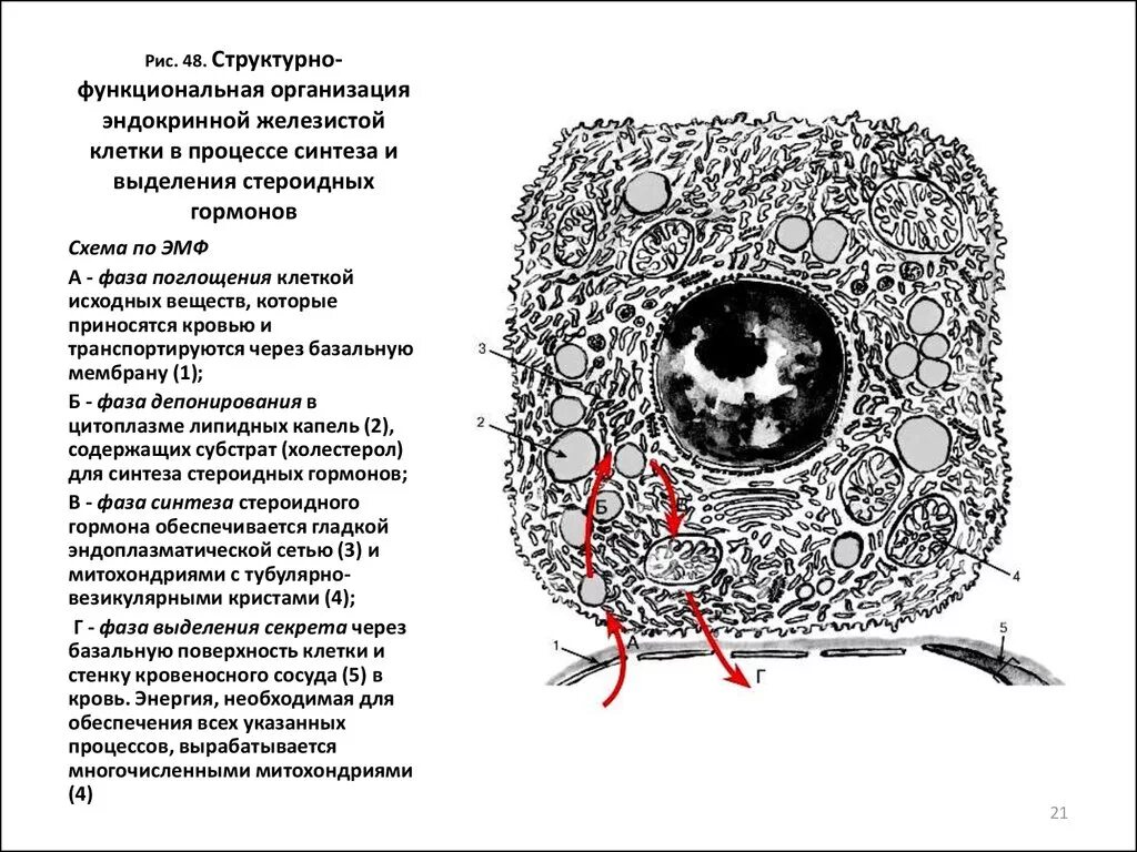 Схема секреторного цикла железистой клетки. Структурно-функциональная организация клетки. Структурно функциональная организация эндокринной. Структурная организация клетки.