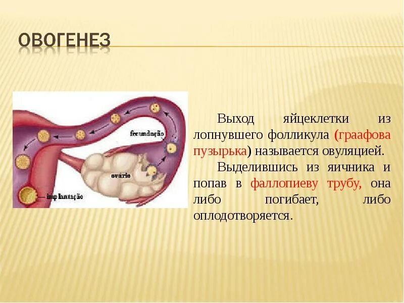 Процесс выхода яйцеклетки из яичника называется