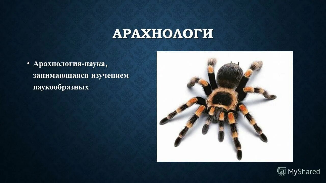 направления биологии. класс паукообразные представители. арахнология наука о пауках. арахнология это наука. арахнология это наука.