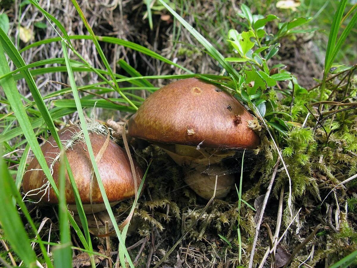 Масленок. Масленок Suillus luteus. Гриб Suillus luteus. Маслёнок настоящий Suillus luteus. Маслёнок Кедровый (Suillus Plorans.