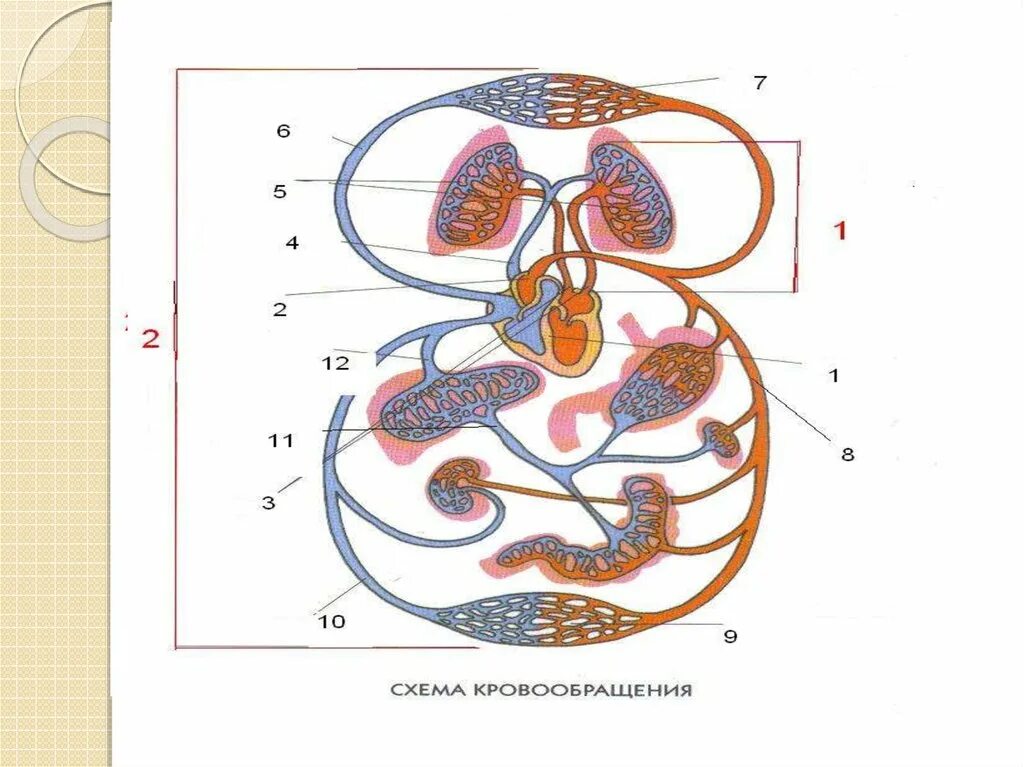 Круги кровообращения человека схема. Малый и большой круг кровообращения человека схема. Малый круг и большой круг кровообращения. Зарисовать большой и малый круг кровообращения. Малый круг кровообращения структуры