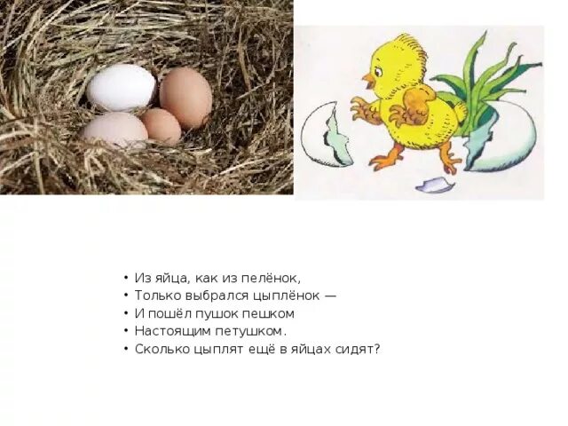 Сколько цыпленок в яйце. Цыпленок выбирается из яйца. Цыпленок вылезает из яйца рисунок. Цыпленок который вылез с яйца нарисовать. Вылупляется из яйца рисунок.