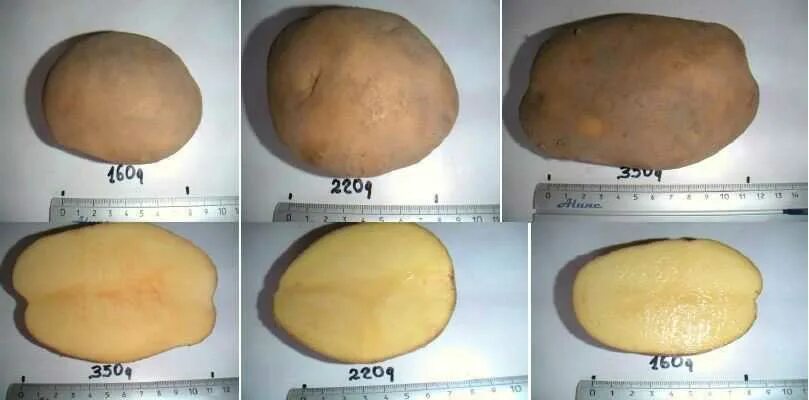 Вес 1 картофеля. Картофель средний вес 1 шт. Сколько весит 1 средний картофель. Вес одной картошки средней. Картошка в разрезе.