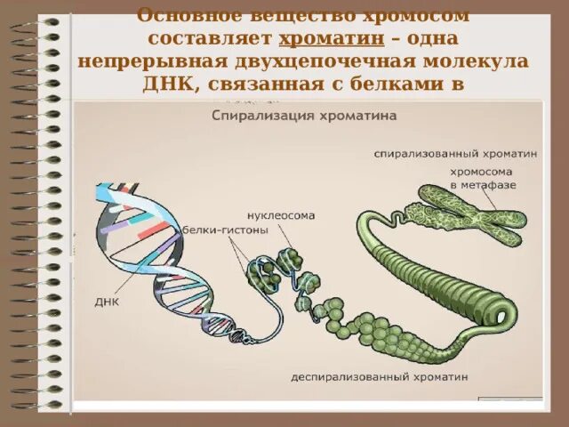 Наследование признаков у человека 9 класс презентация. Основные закономерности наследственности. Закономерности наследования признаков 9 класс биология. Наследование признаков у организмов 9 класс биология. Основные закономерности наследственных признаков у организмов.