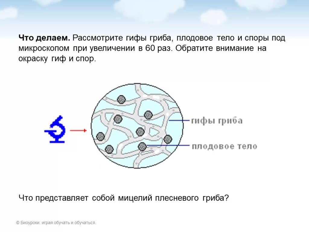 У некоторых грибов нити грибницы представляют собой. Плесневые грибы под микроскопом строение. Плесень мукор под микроскопом строение. Строение гриба мицелий споры. Строение мицелия гриба мукора.