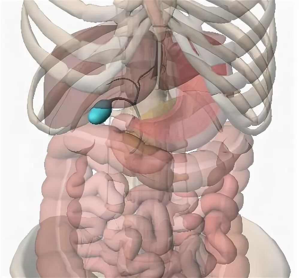 Печень ребром. Желчный пузырь расположение. Расположение желчного пузыря с ребрами.
