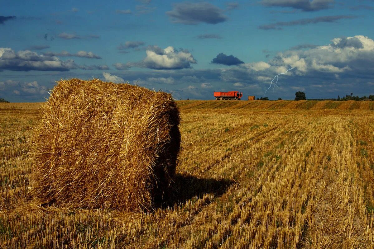 лауриц андерсен ринг. Laurits andersen ring (danish,1853-1933). пластов художник сенокос жатва. Laurits andersen ring художник картины. жатва какая.
