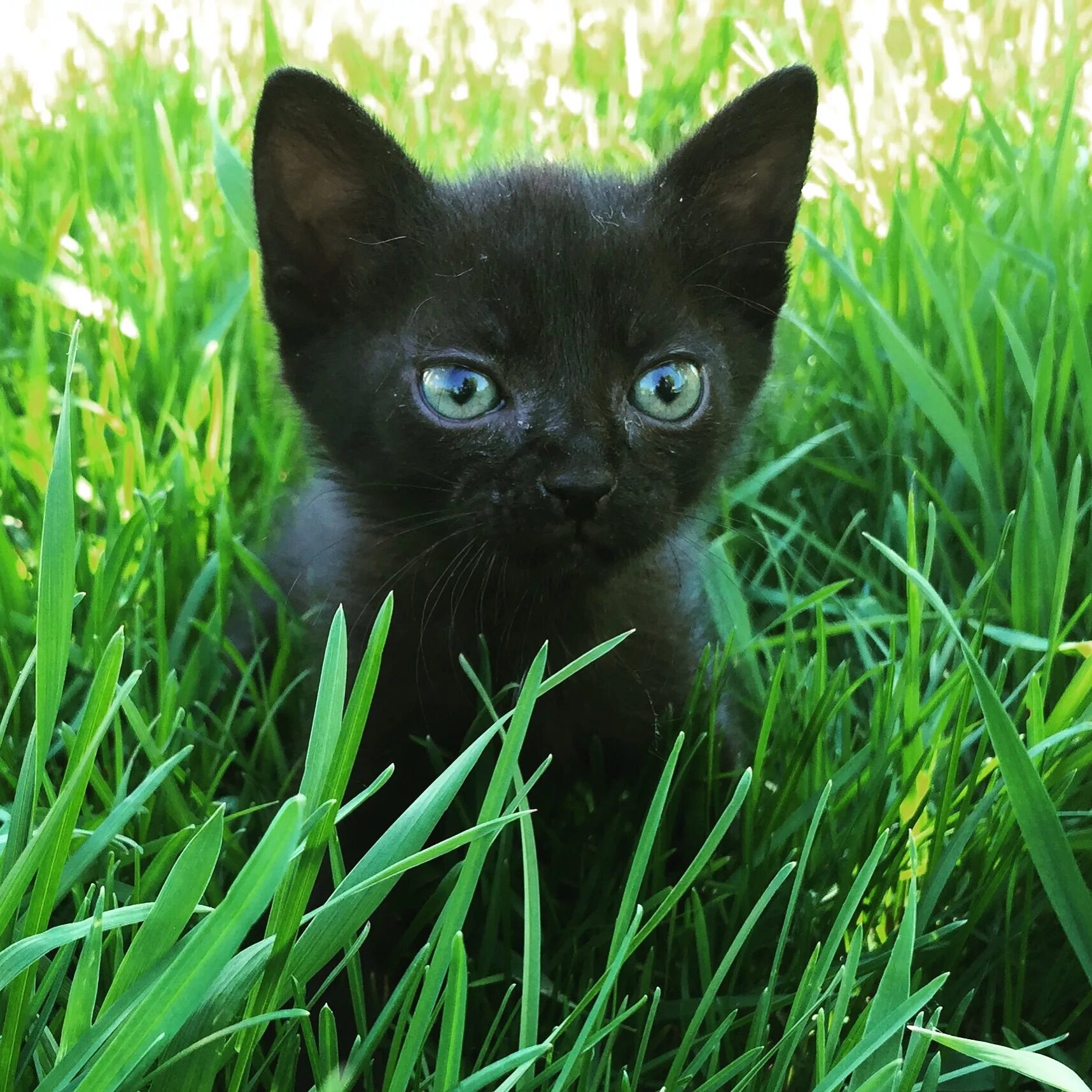 Черный котенок. Чёрный котёнок с зелёными глазами. Черные гладкошерстные коты. Котенок с зелеными глазками. Какие черные котята есть