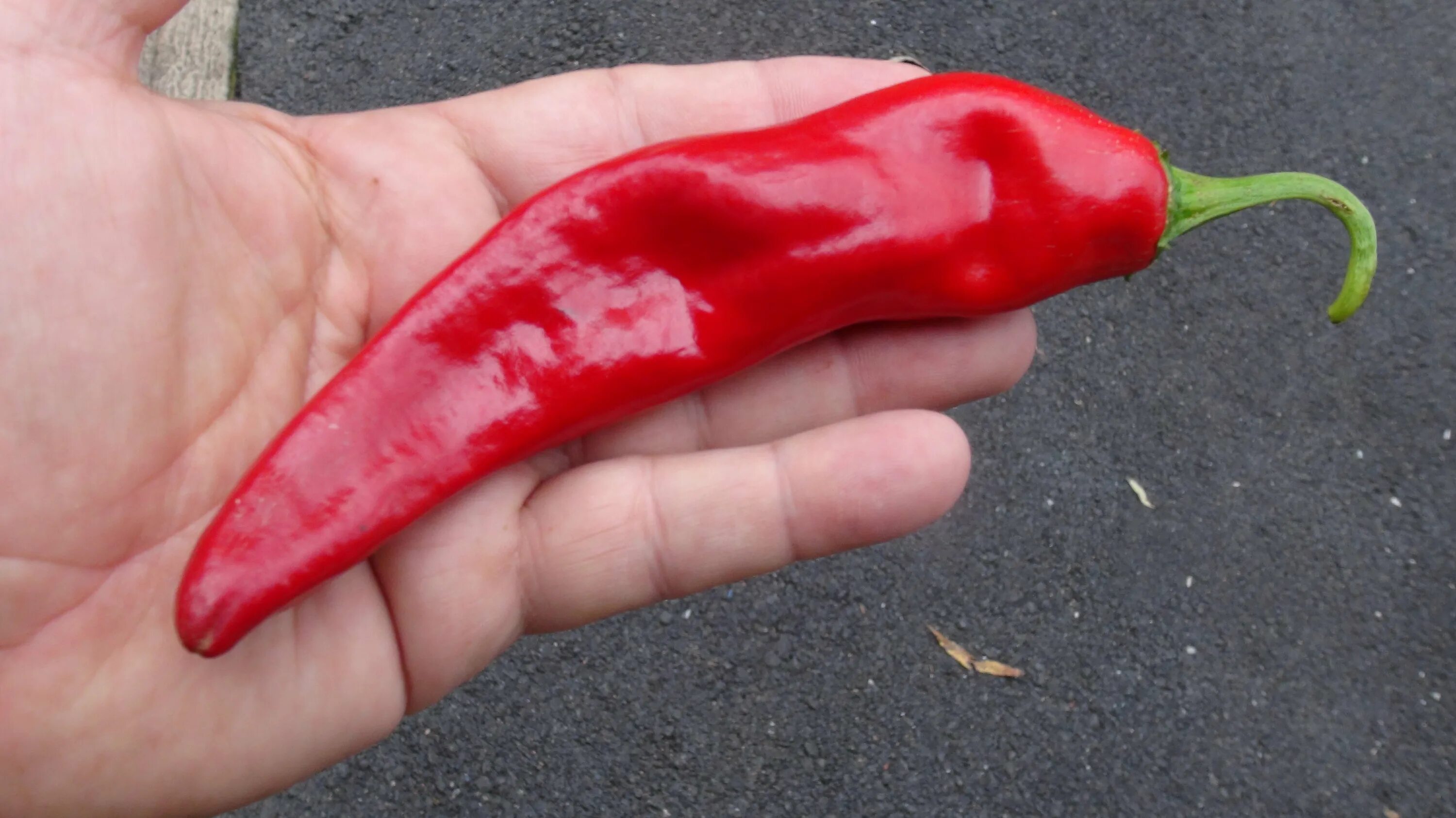 Pepper видео. Красный перец Мексика. Перец гуахильо выращивание. Мужское здоровье красный перец Мексика. Перец гуахильо описание.