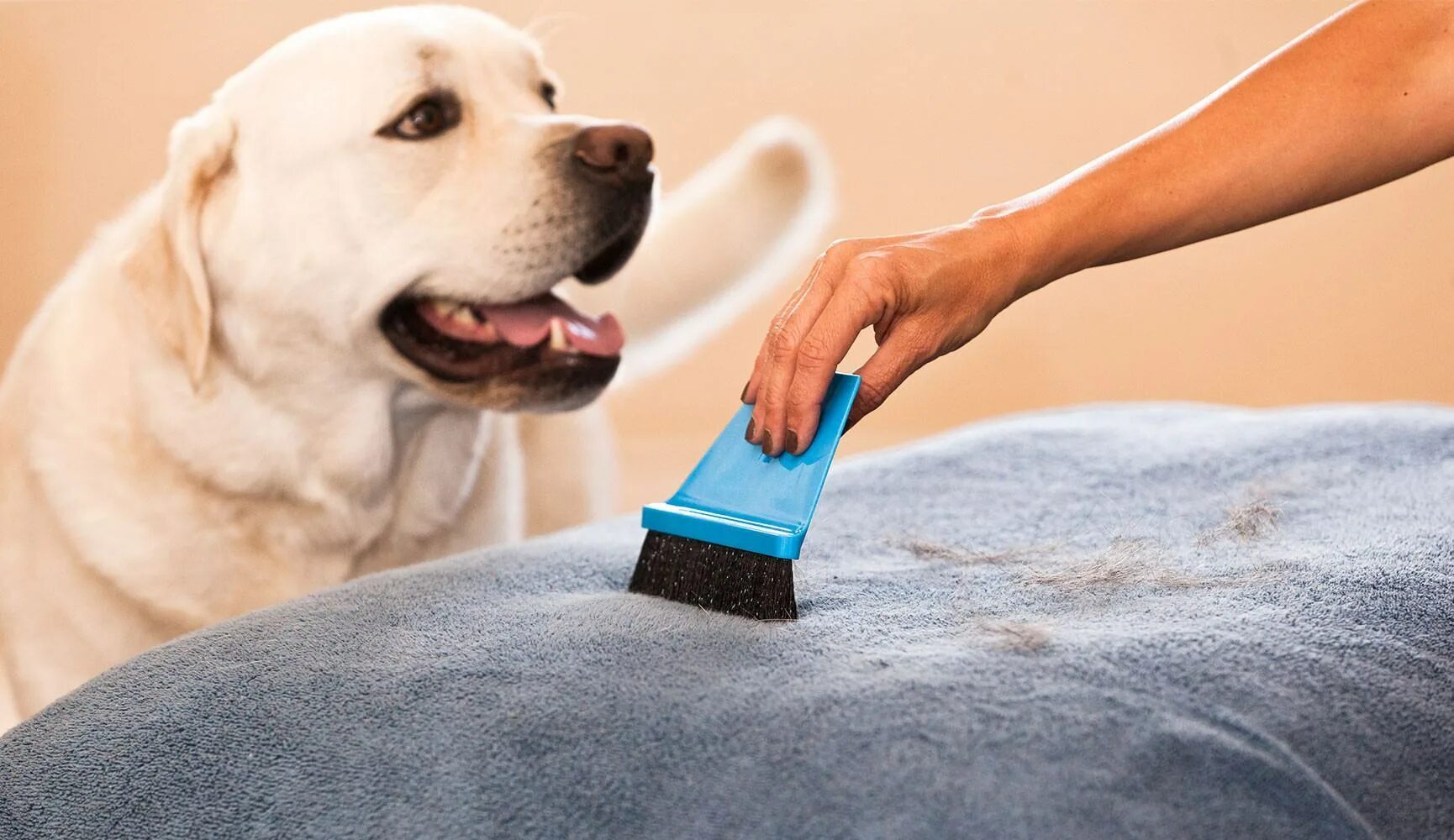 Pet cleaning. Уборка шерсти домашних животных. Для чистки ковров от шерсти животных. Клининг животные. Уборка после домашних животных.