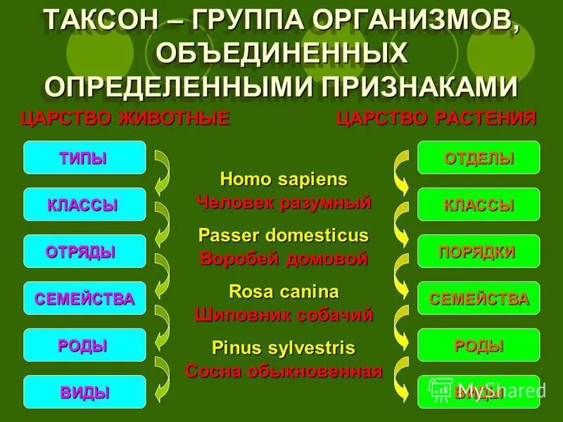 Свойства и уровни организации живого. Уровни организации жизни биология егэ таблица. Уровни организма животных. Организменный уровень организации живой материи. Уровни организации живого егэ биология таблица.