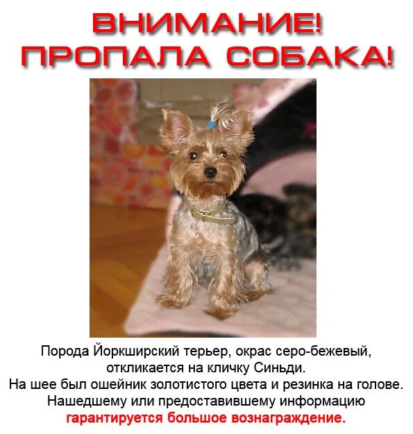 Объявление о пропаже собаки. Потерялась собака объявления. Объявление о пропаже щенка. Объявление пропала собака.
