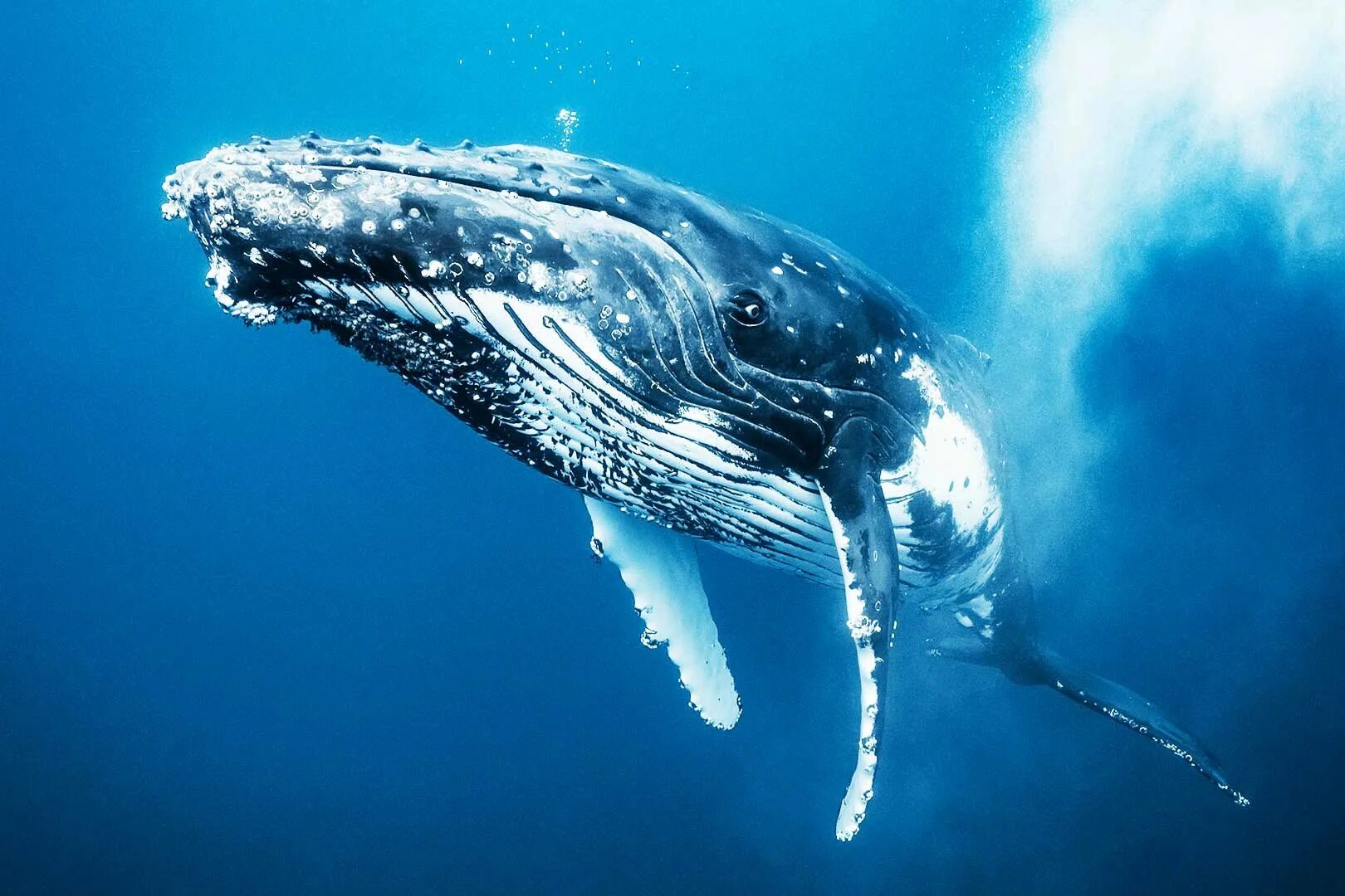 Обитатели океана киты